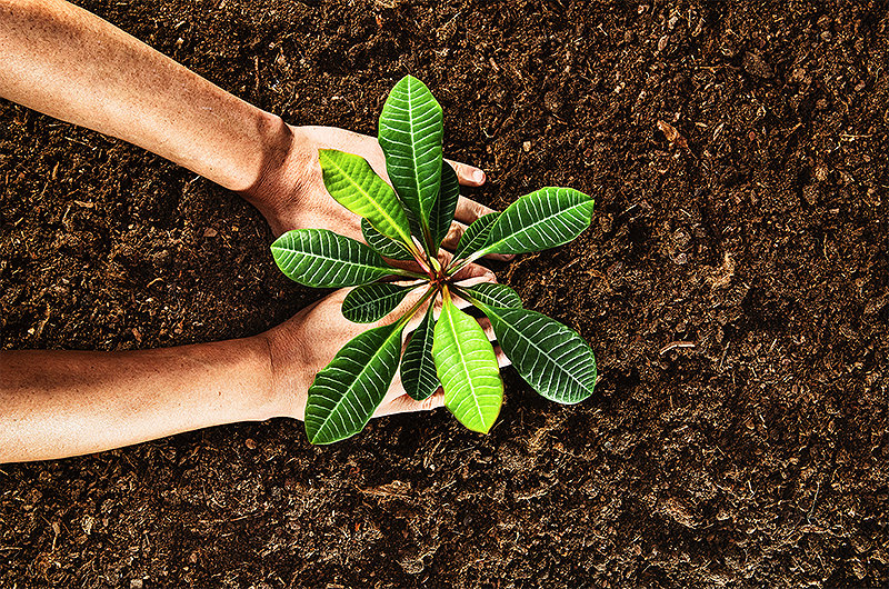 Ersatz- und Neubepflanzung